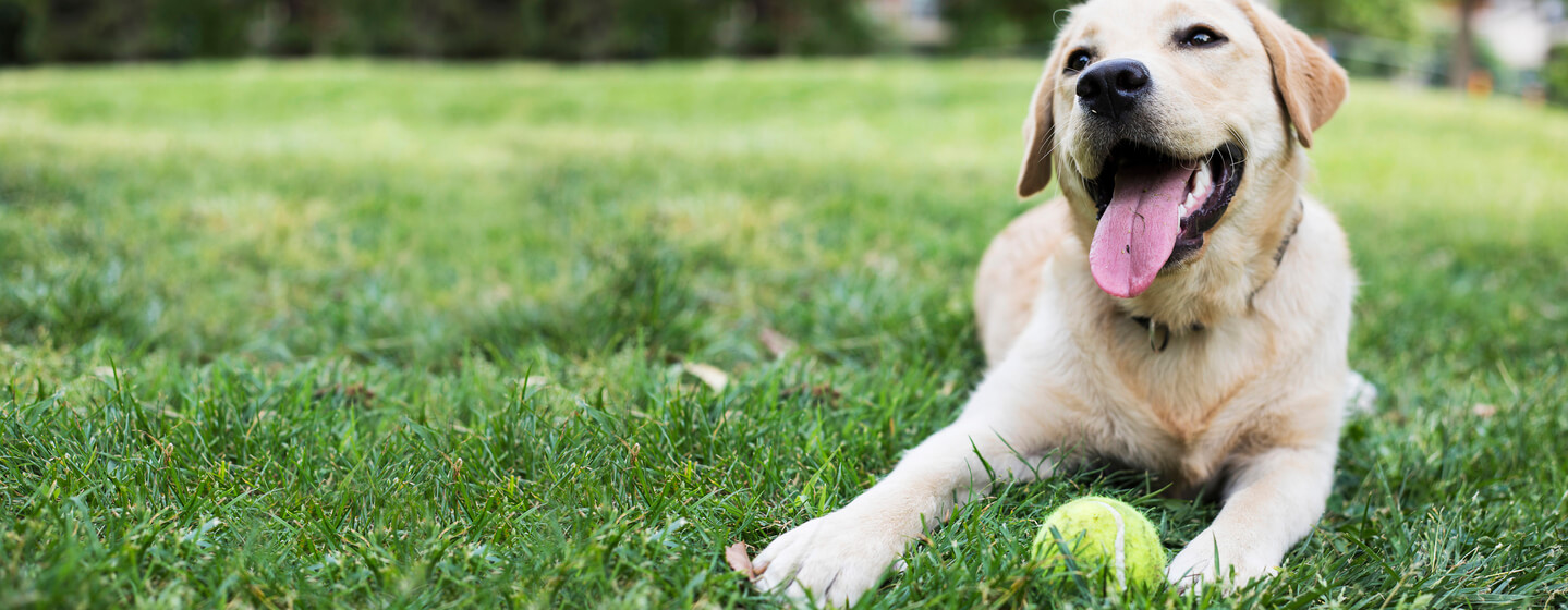 cant-afford-dental-work-for-dog-how-much-does-it-cost-to-keep-a-dog